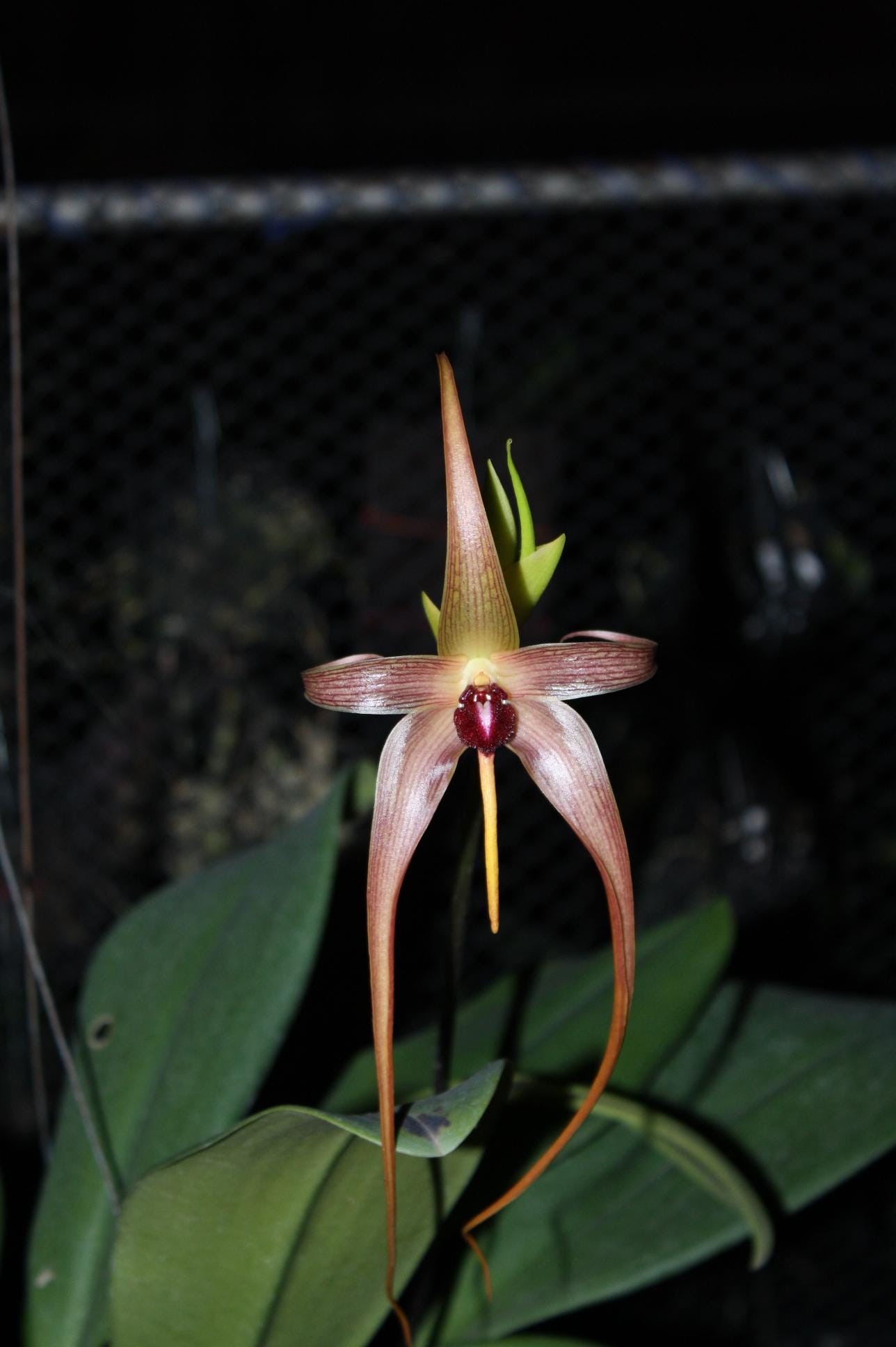 orchid Bulbophyllum echinolabium - PotPlantPetal Co.
