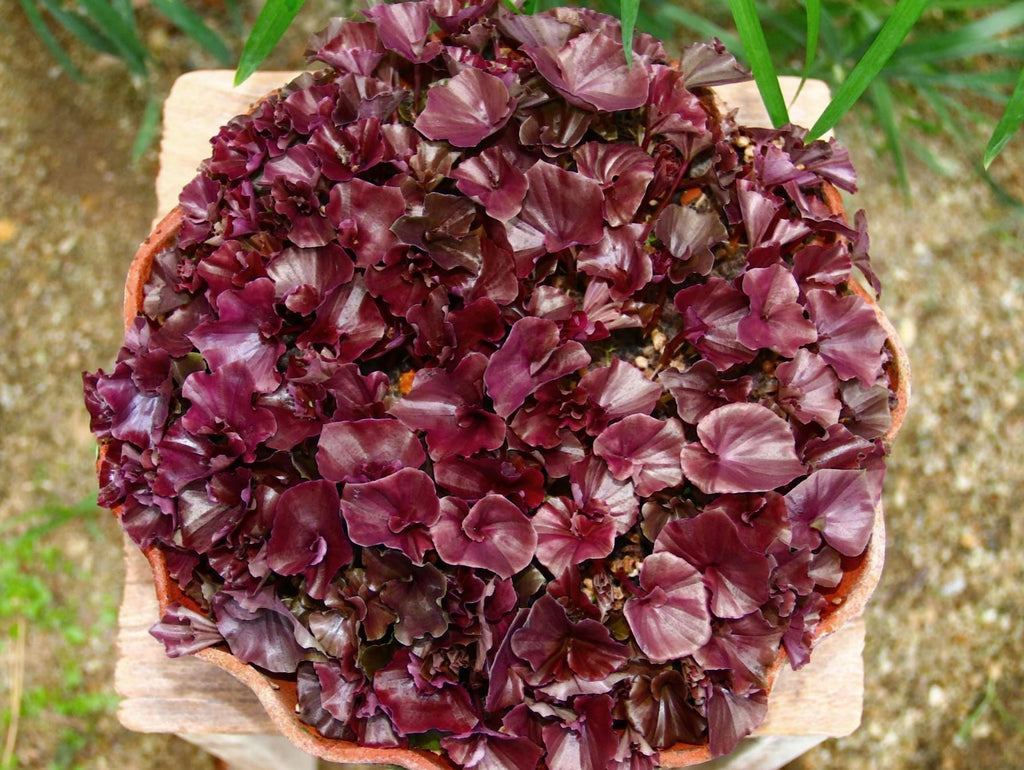 Nervilia punctata (purple)