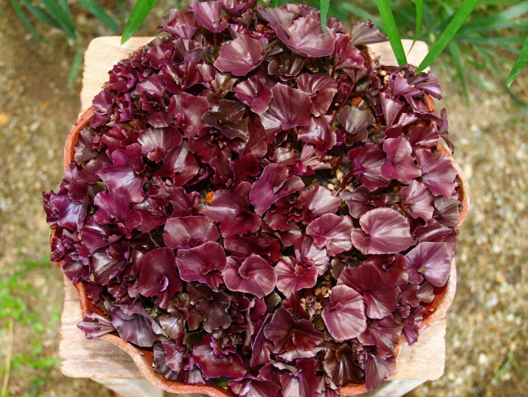 Nervilia punctata (purple)