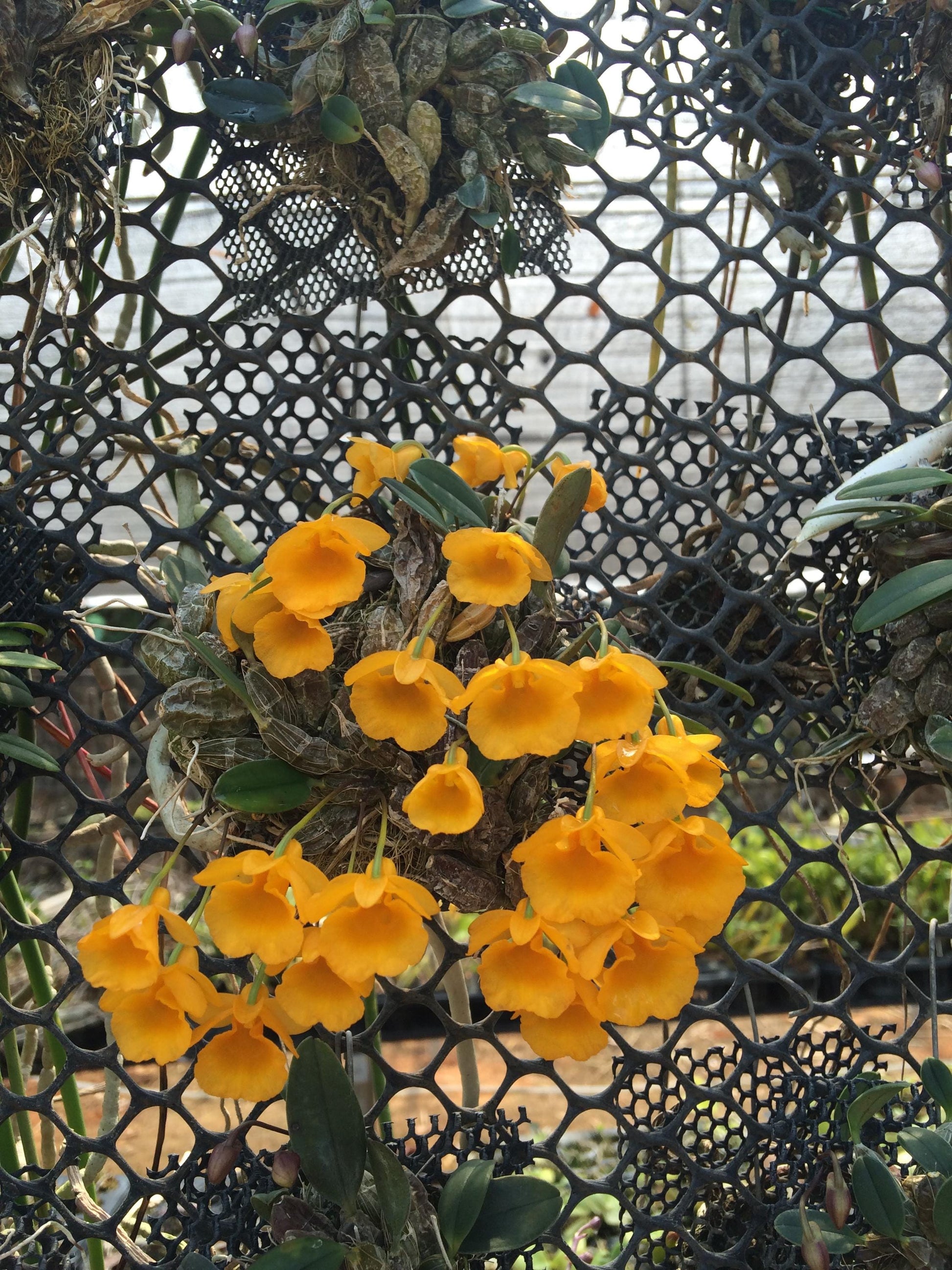 Dendrobium jenkinsii - PotPlantPetal Co.