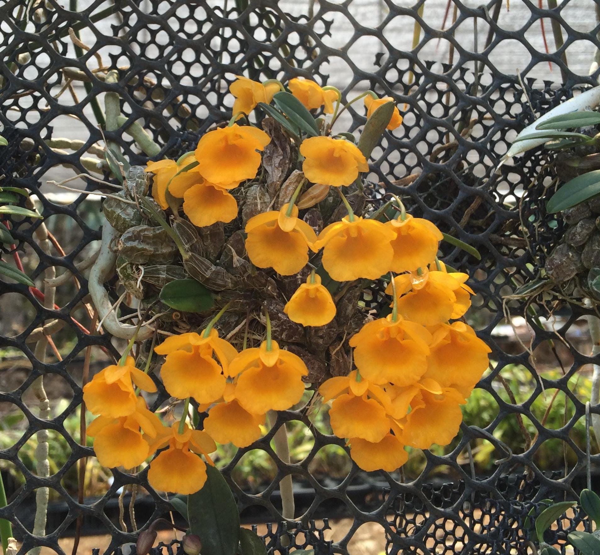 Dendrobium jenkinsii - PotPlantPetal Co.