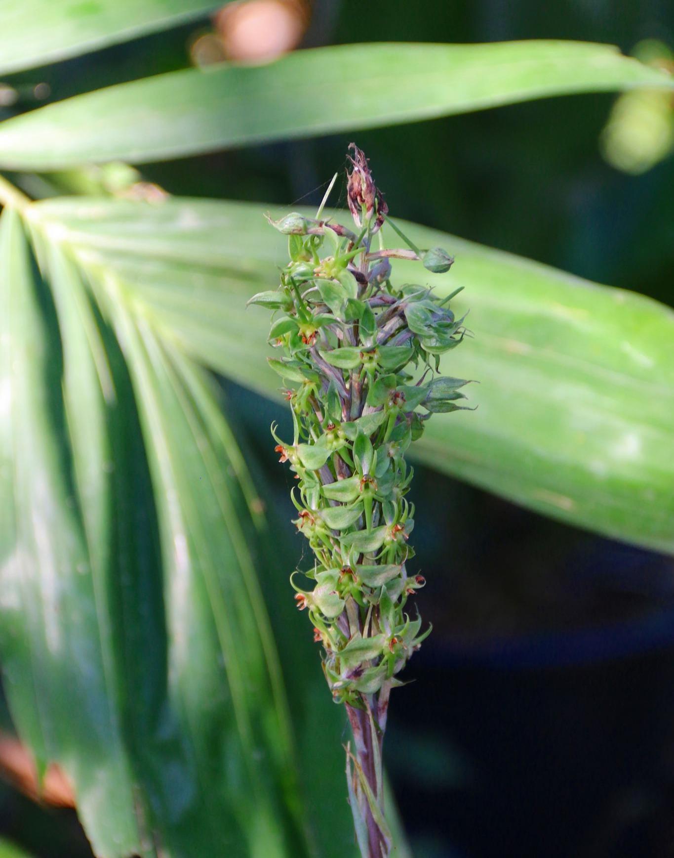 Orchid Habenaria stenopetala 1 tuber for gardens, and rare orchid collection