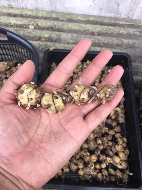 Orchid Geodorum densiflorum pink  2 Bulb  tuber/bloom size  orchid collection Habenaria
