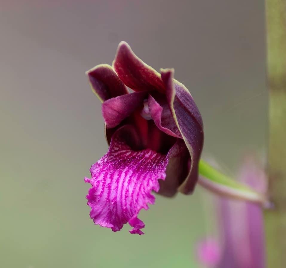 Eulophia Spectabilis Orchid Bulbs: Purple Terrestrial Orchid