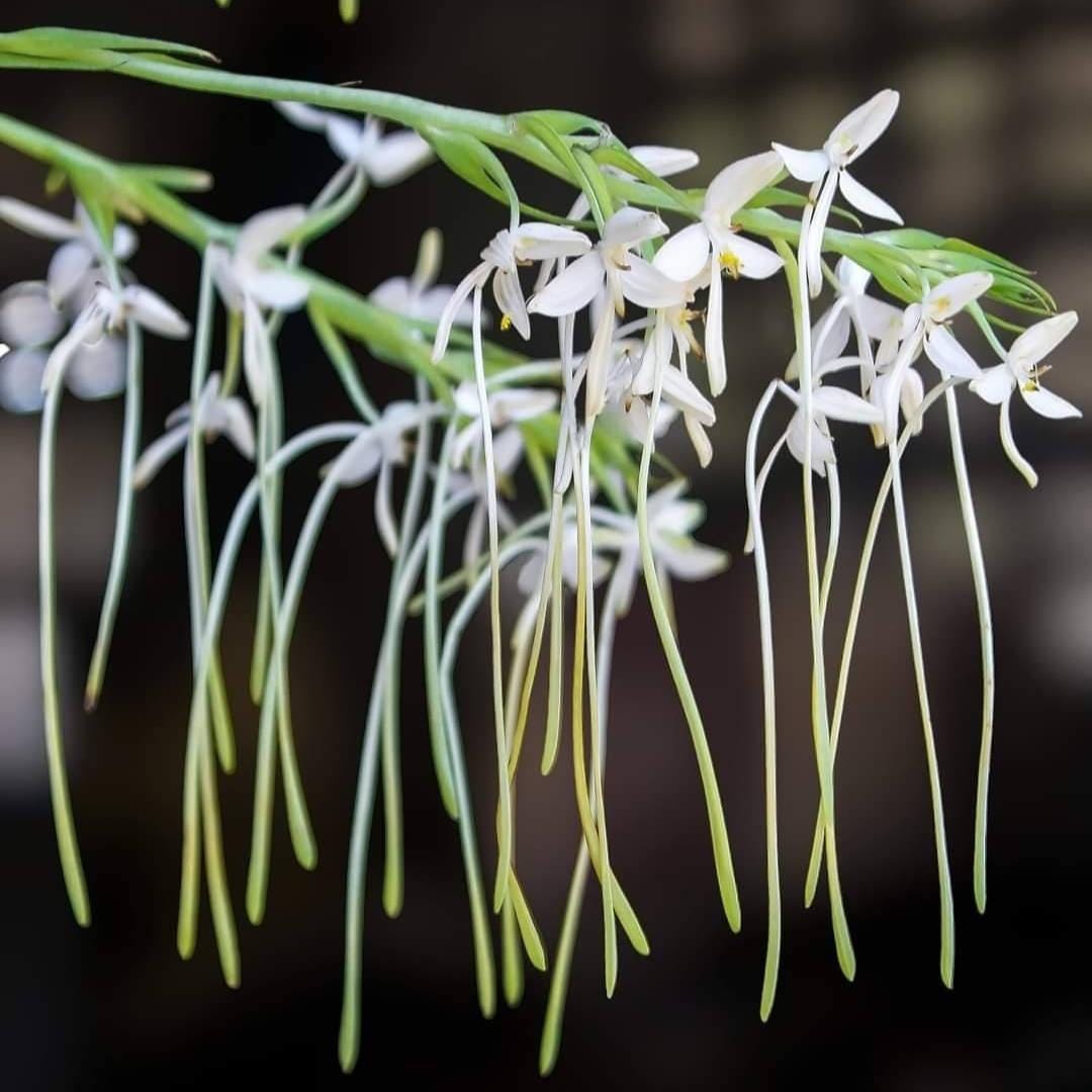 Habenaria hosseusii