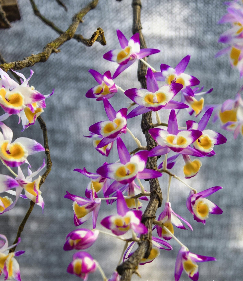 Dendrobium gratiosissimum