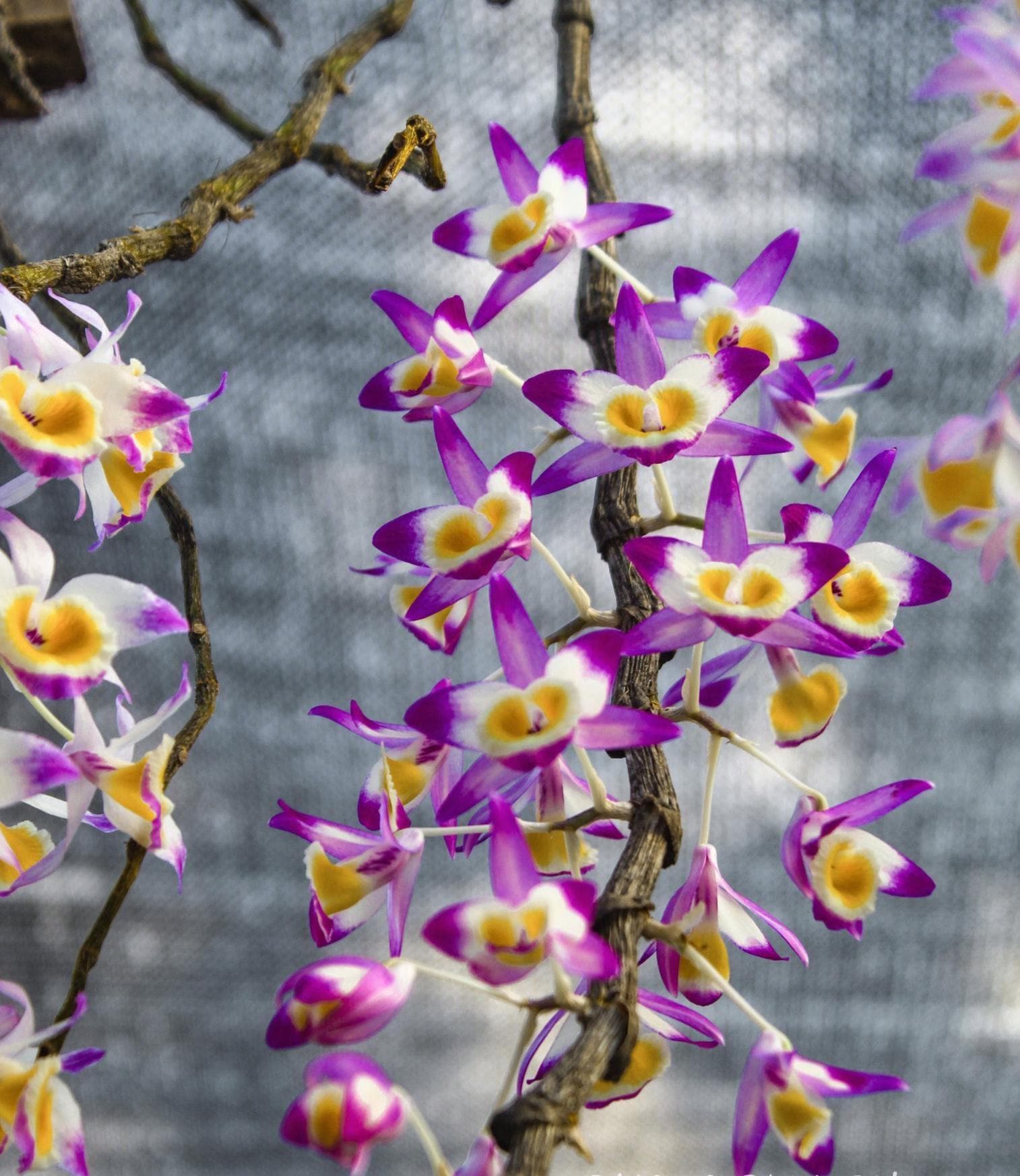 Dendrobium gratiosissimum