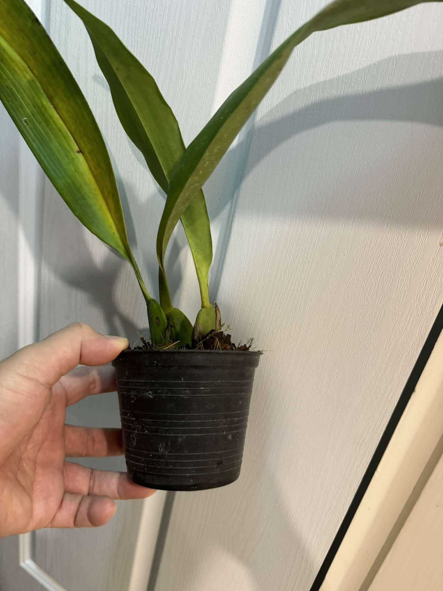 Maxillaria grandiflora