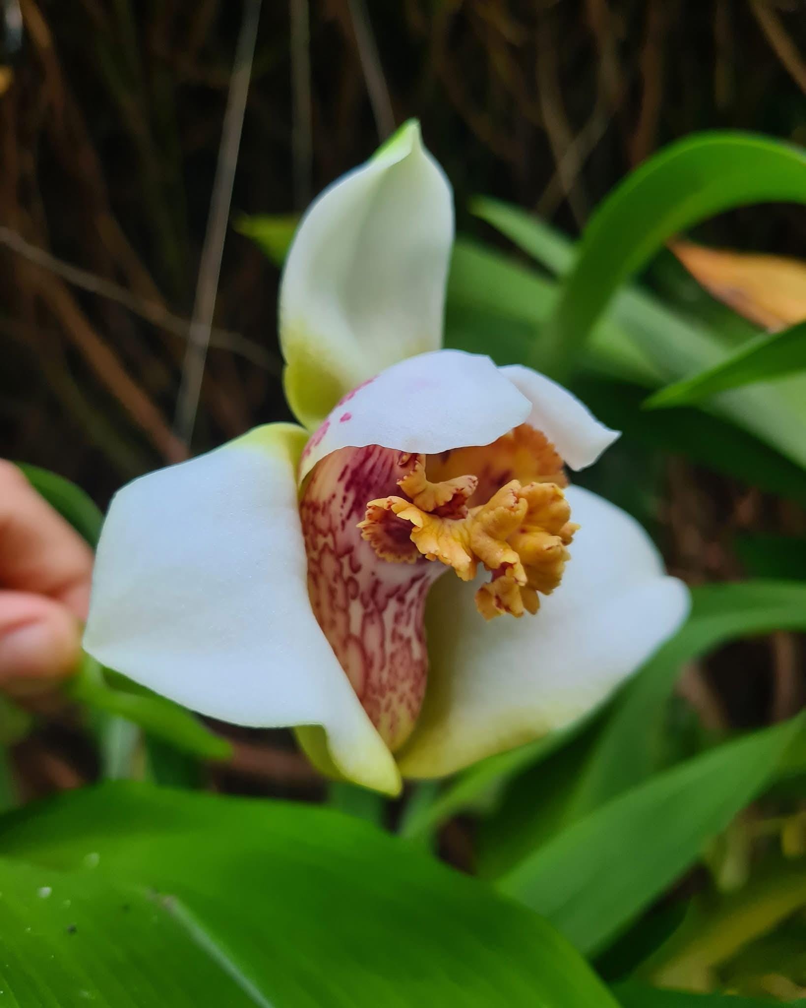 Maxillaria grandiflora