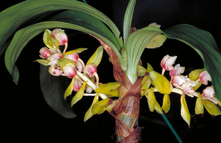 Eria flavescens - PotPlantPetal Co.