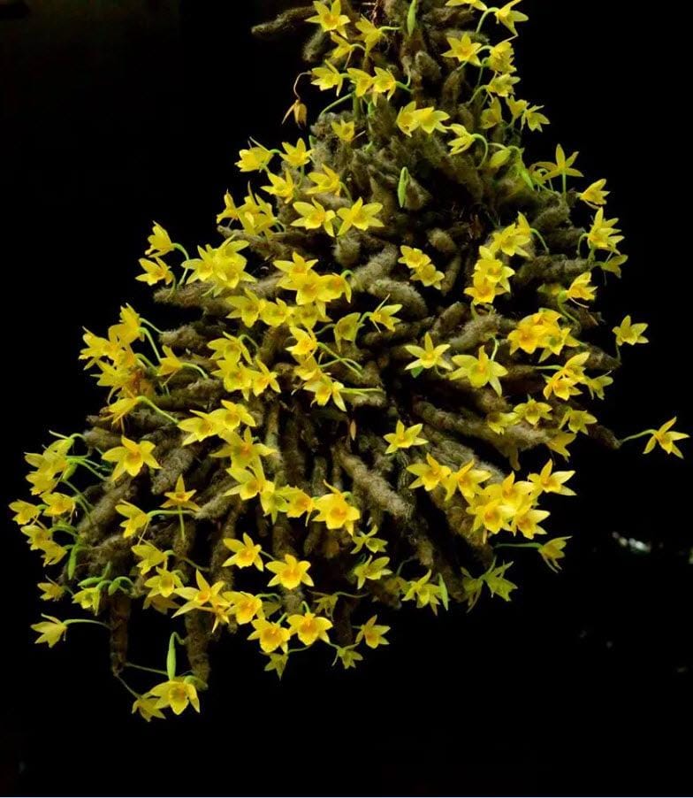Dendrobium senile