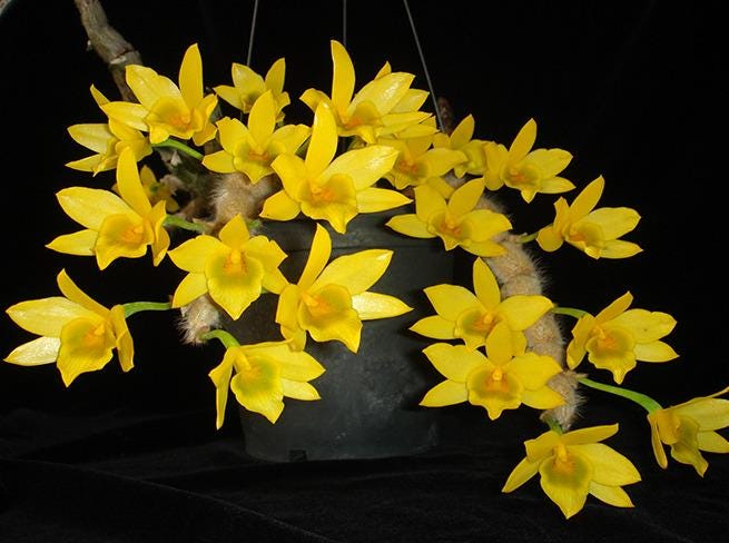 Dendrobium senile