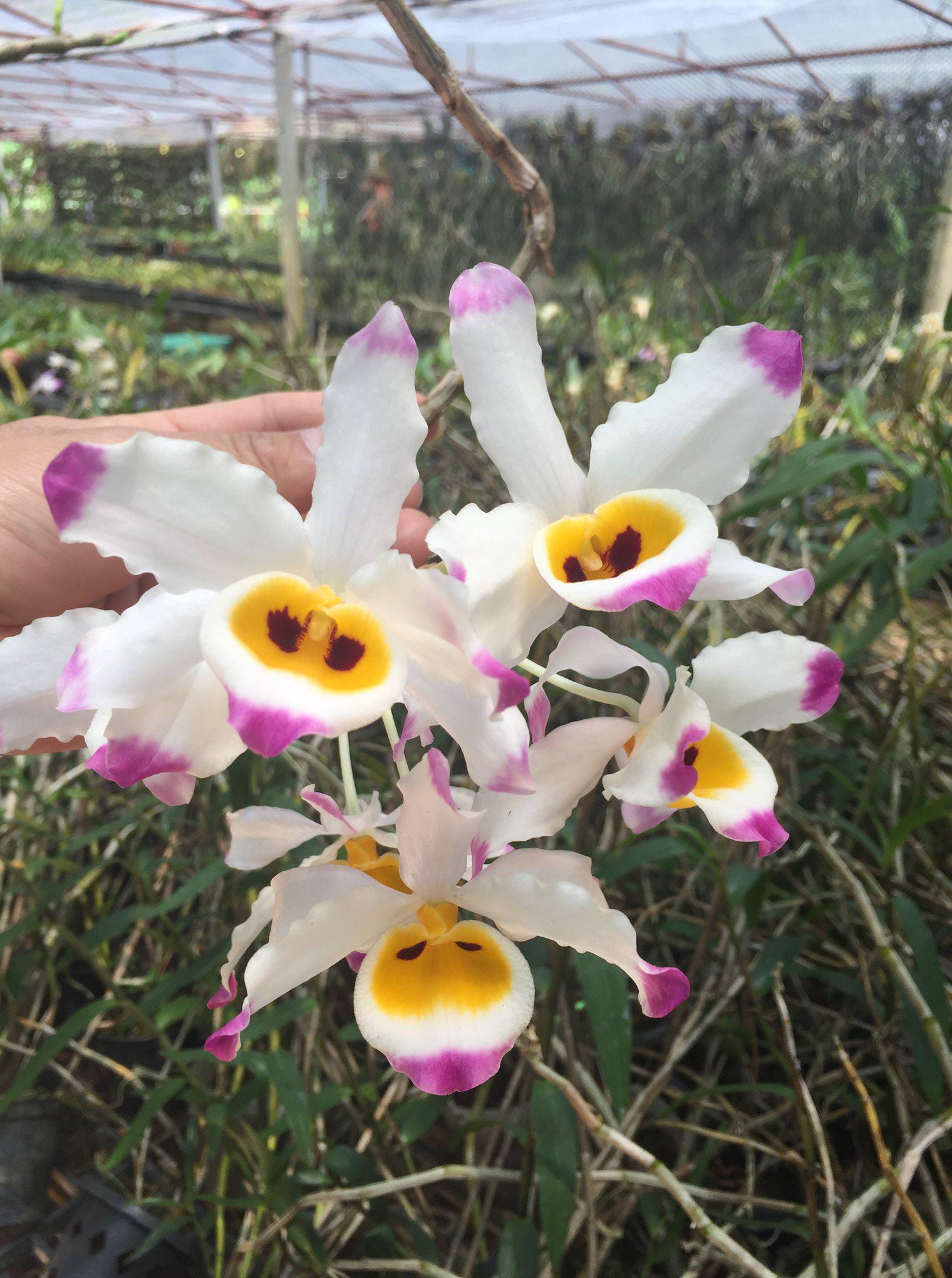 Dendrobium wardianum