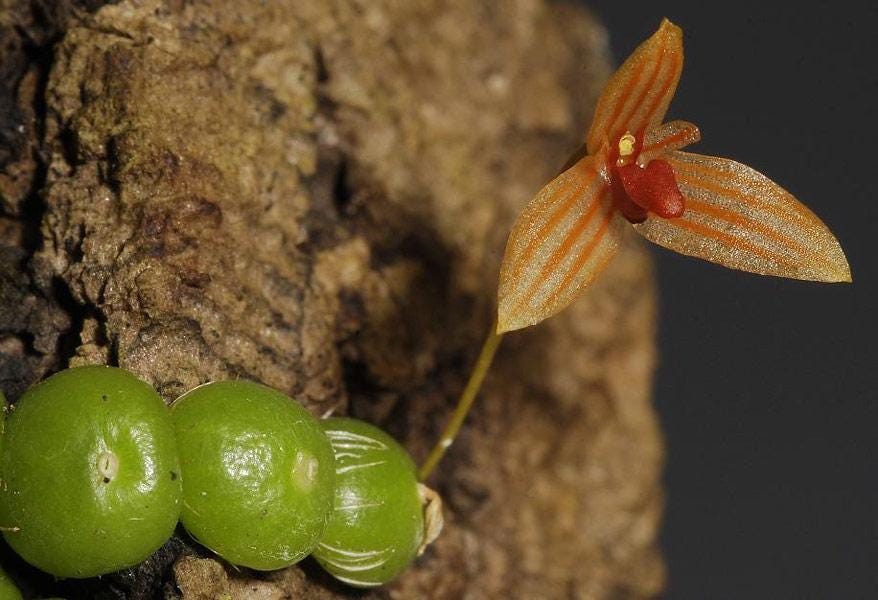 Orchid Bulbophyllum moniliforme (The Small Bulbophyllum) 1 plant orchid bulbophyllum