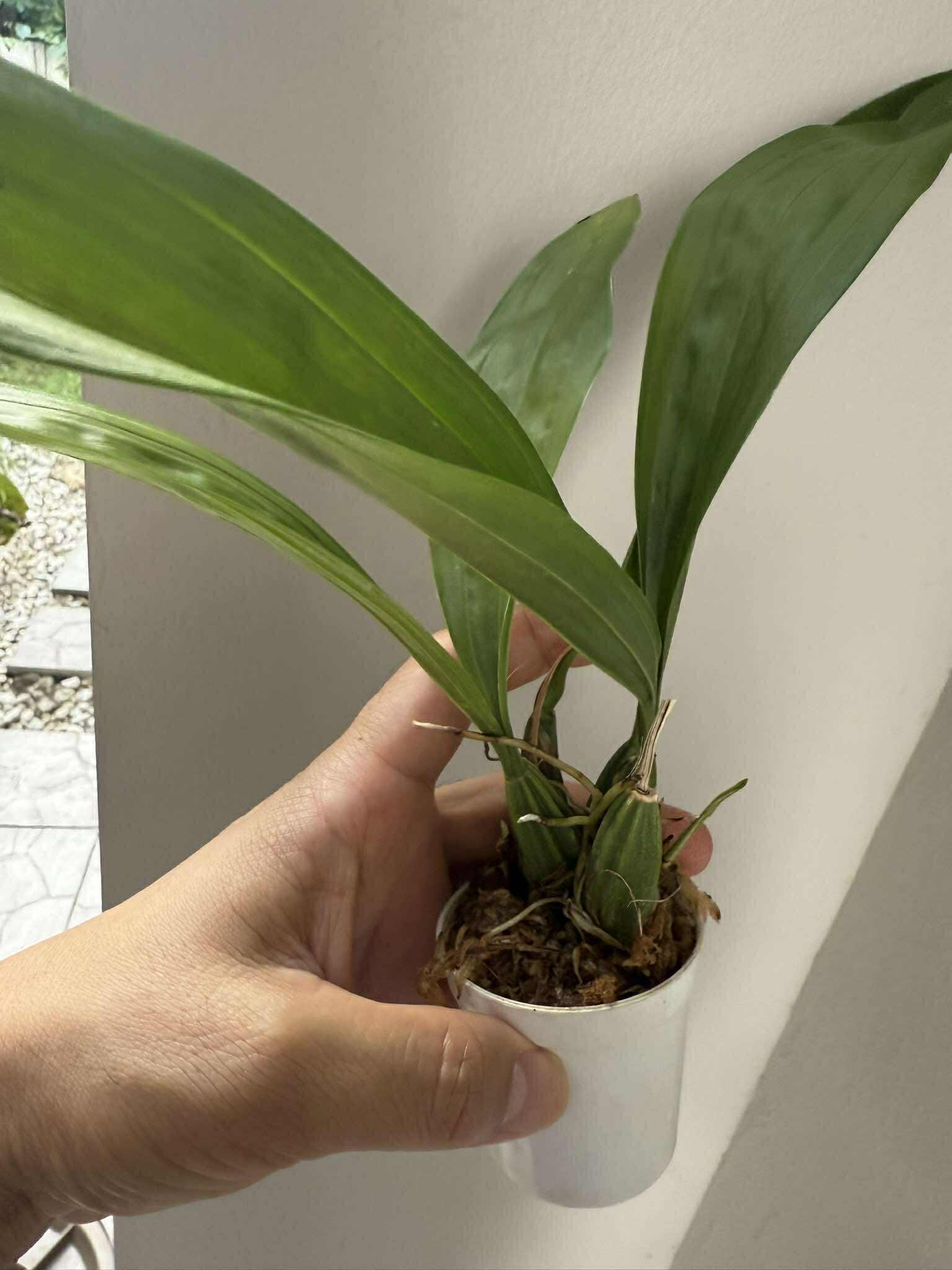 Coryanthes macrantha