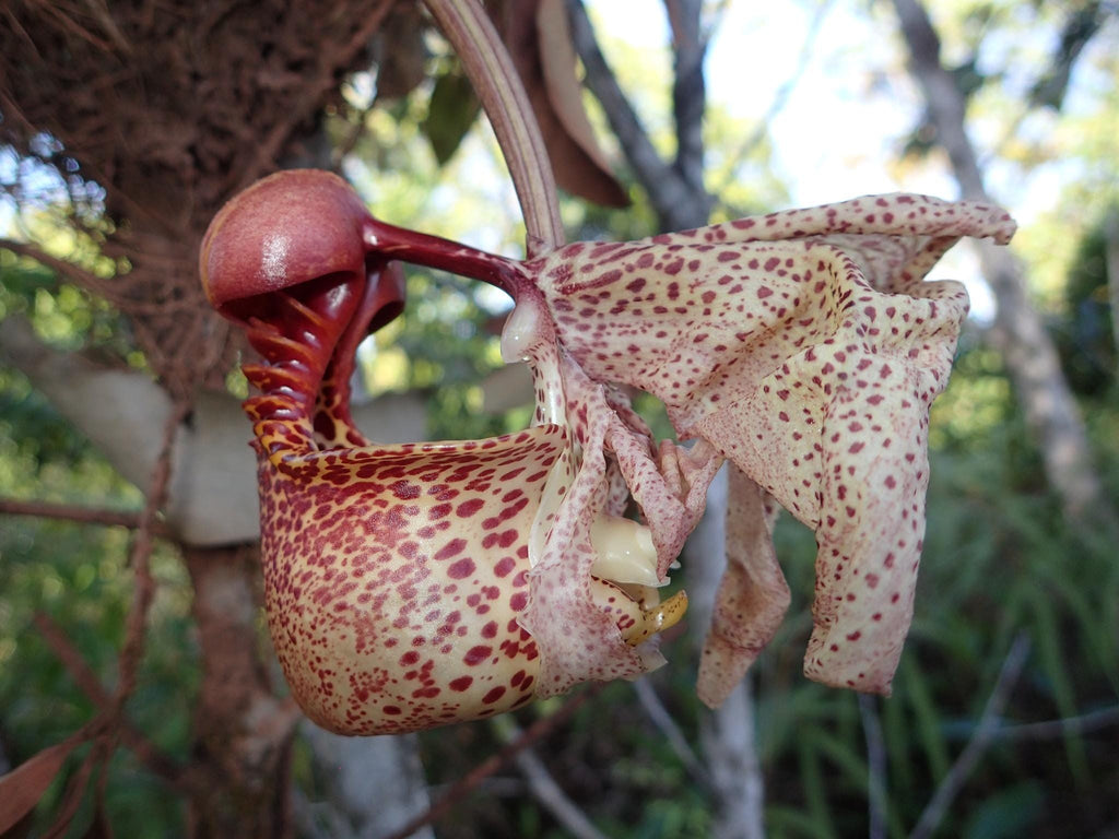 Coryanthes macrantha