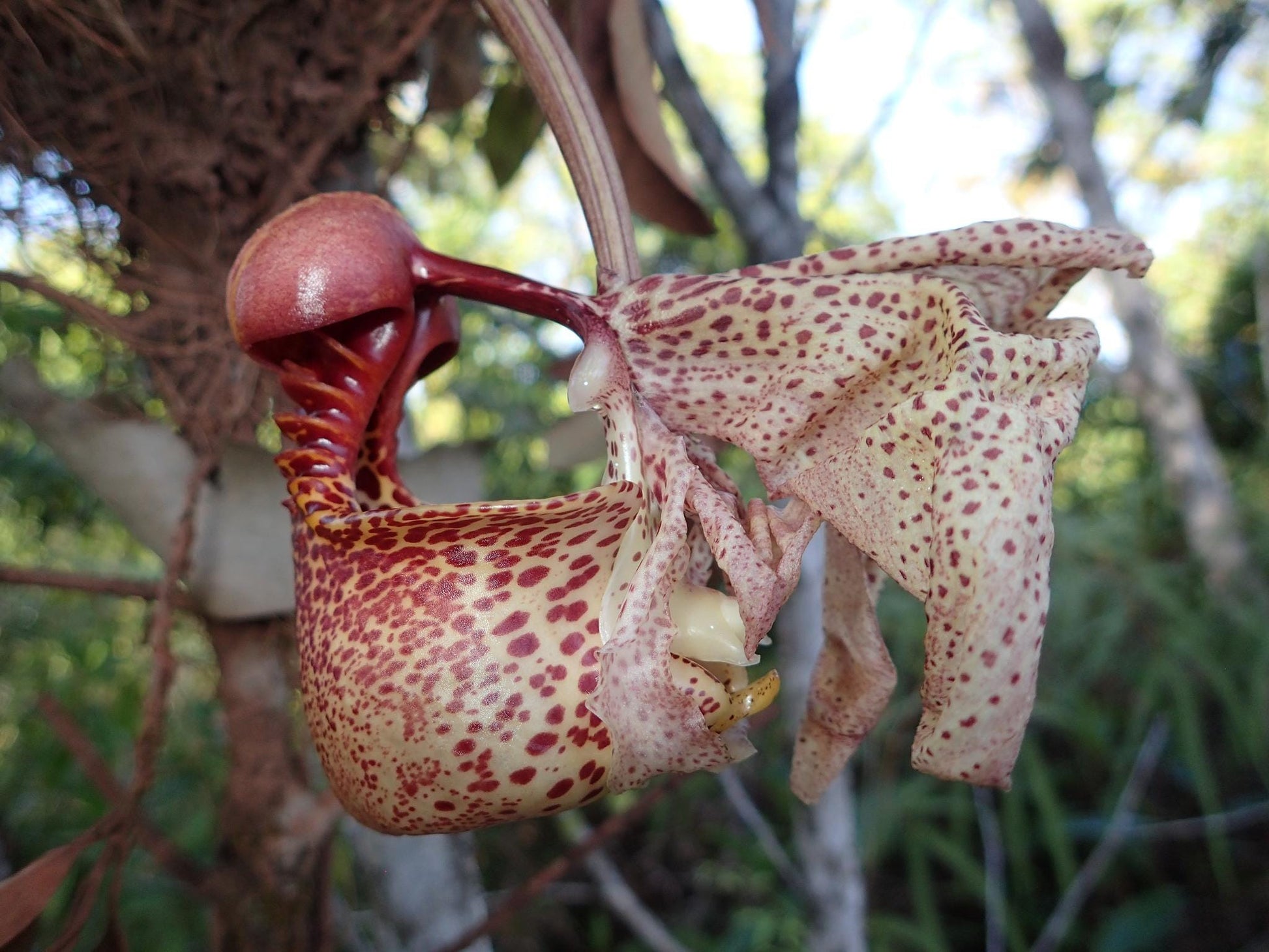 Coryanthes macrantha