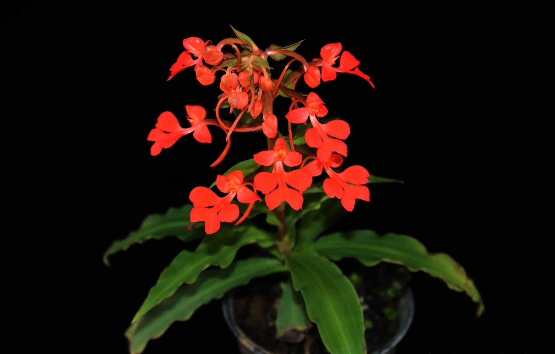 Habenaria roebelenii Orchid: Laos Native, Home Garden Collection