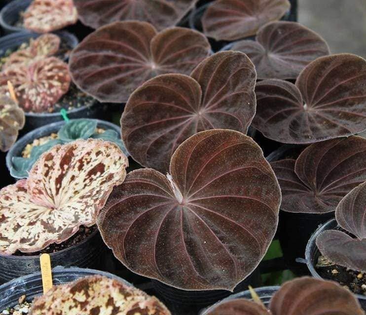 Orchid Nervilia plicata (black)