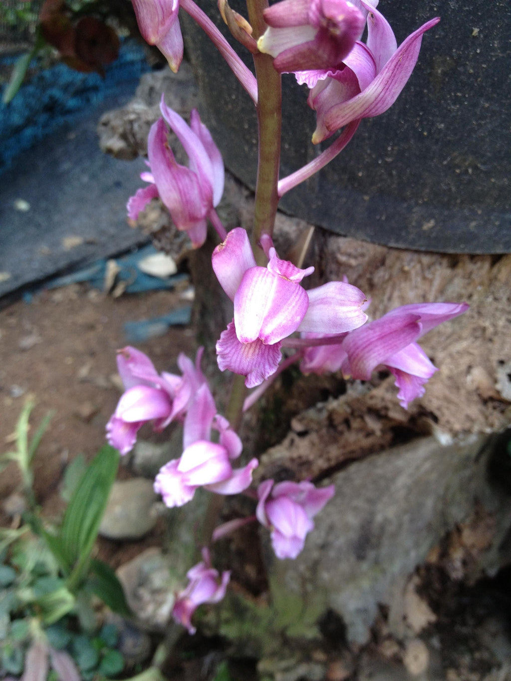 Orchid Eulophia spectabilis Pink 2 bulb orchid plant home garden collection Habenaria