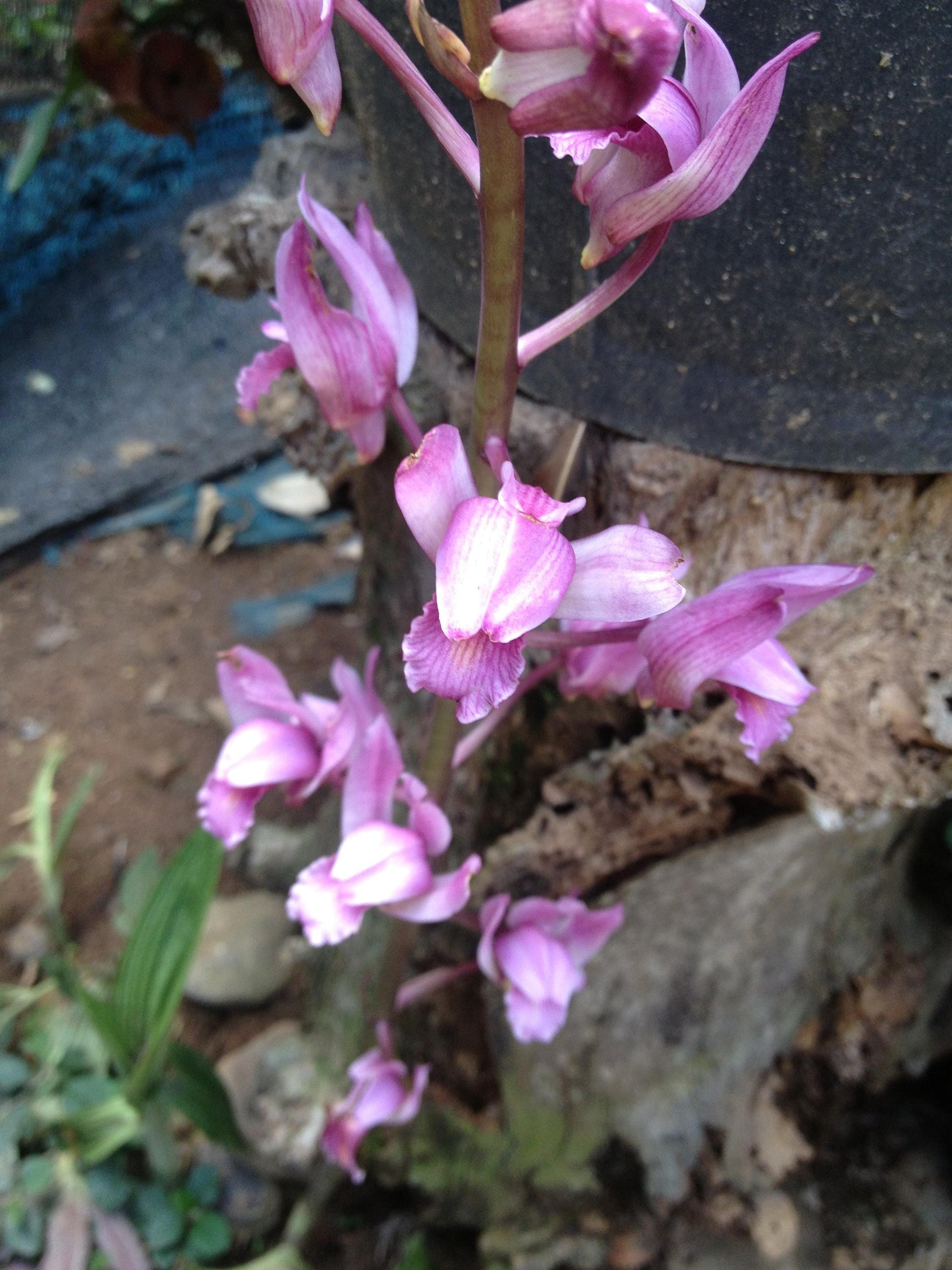 Orchid Eulophia spectabilis Pink 2 bulb orchid plant home garden collection Habenaria