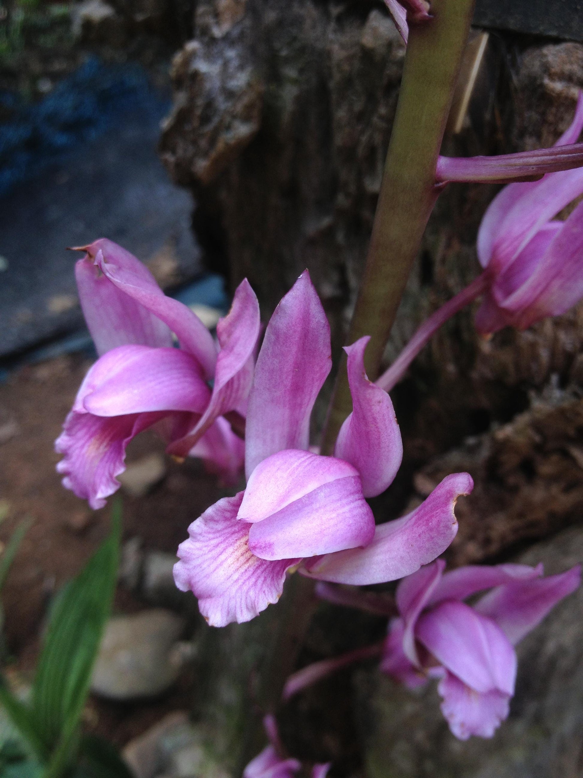 Orchid Eulophia spectabilis Pink 2 bulb orchid plant home garden collection Habenaria