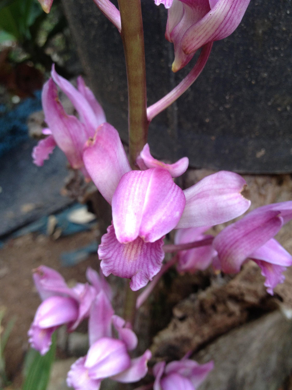 Orchid Eulophia spectabilis Pink 2 bulb orchid plant home garden collection Habenaria