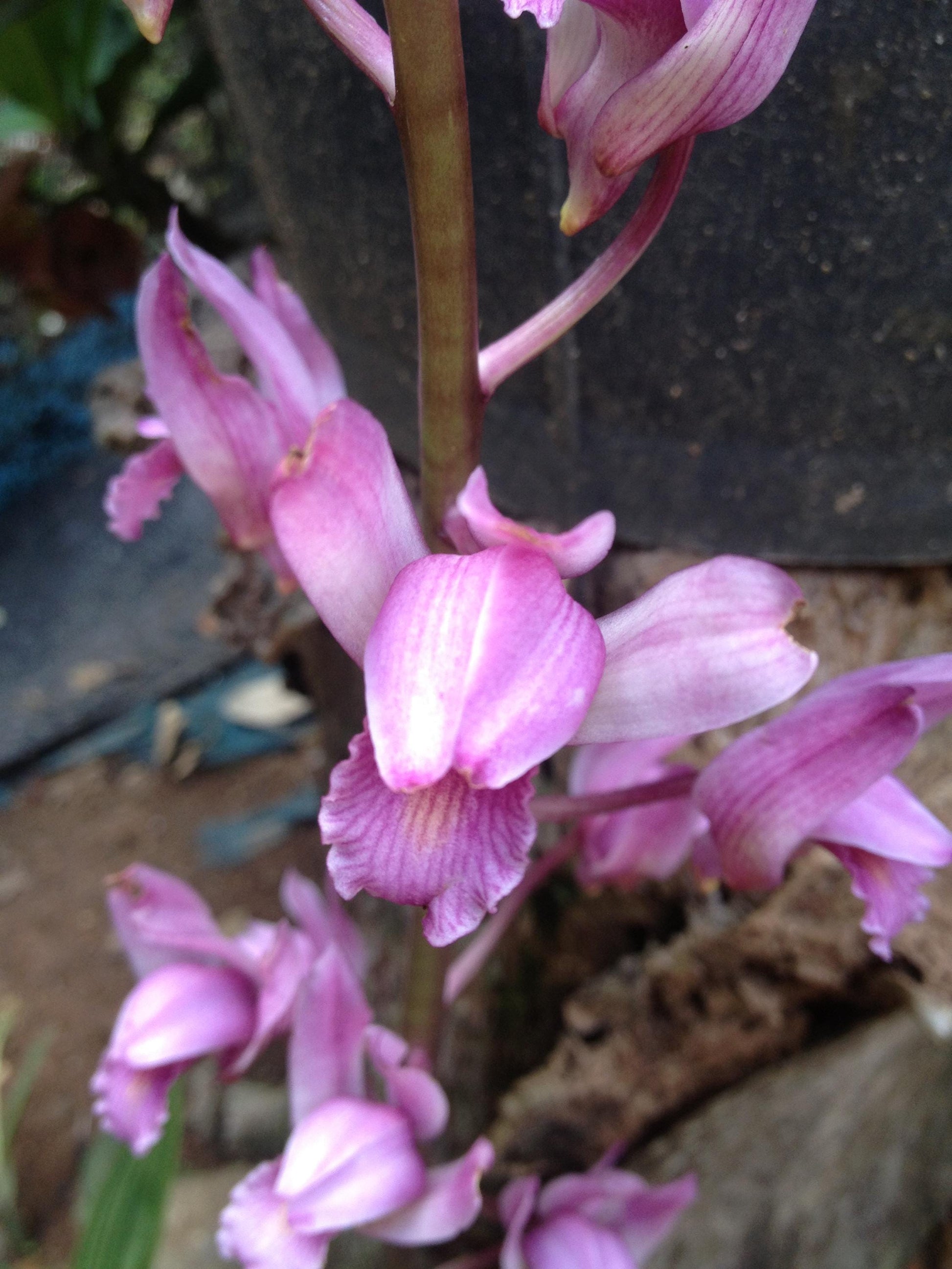 Orchid Eulophia spectabilis Pink 2 bulb orchid plant home garden collection Habenaria