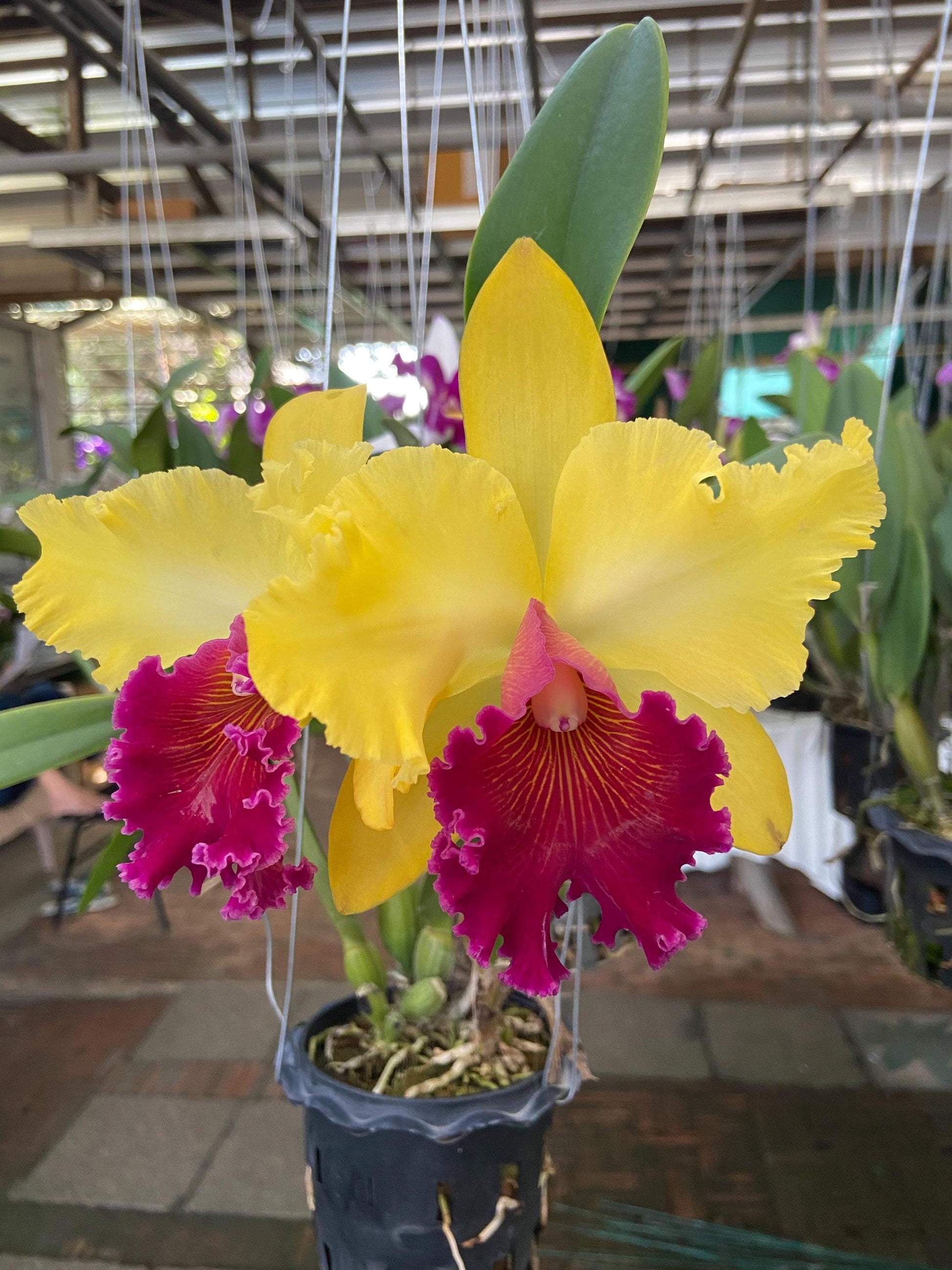Small Cattleya Orchid Plant Mix color