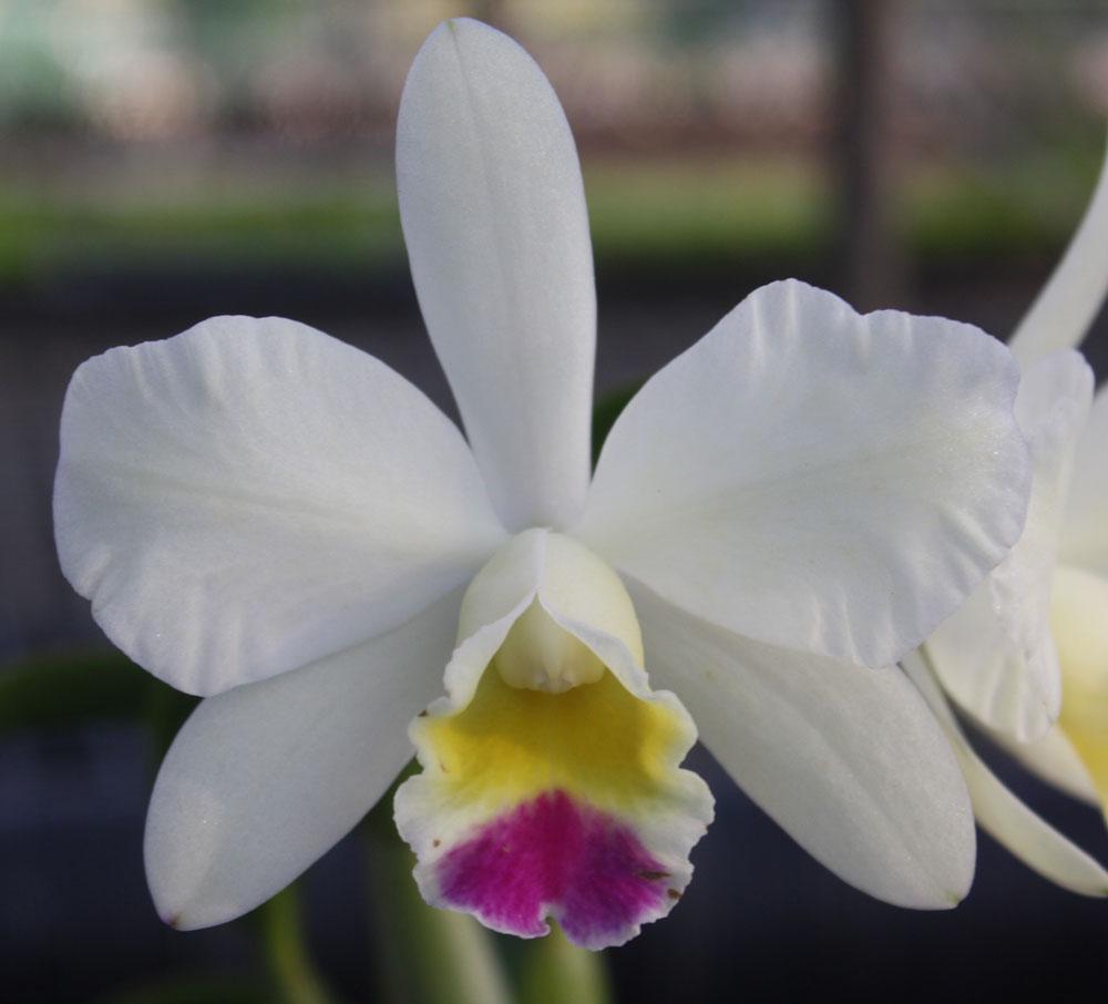 Small Cattleya Orchid Plant Mix color
