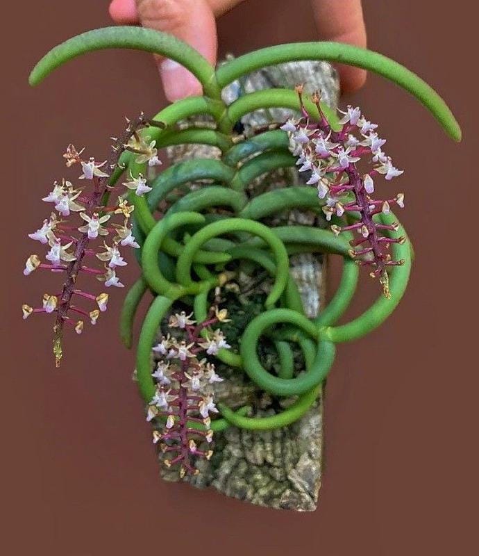 Cleisostoma arietinum