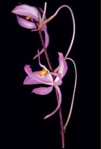 Spathoglottis hardingiana - PotPlantPetal Co.