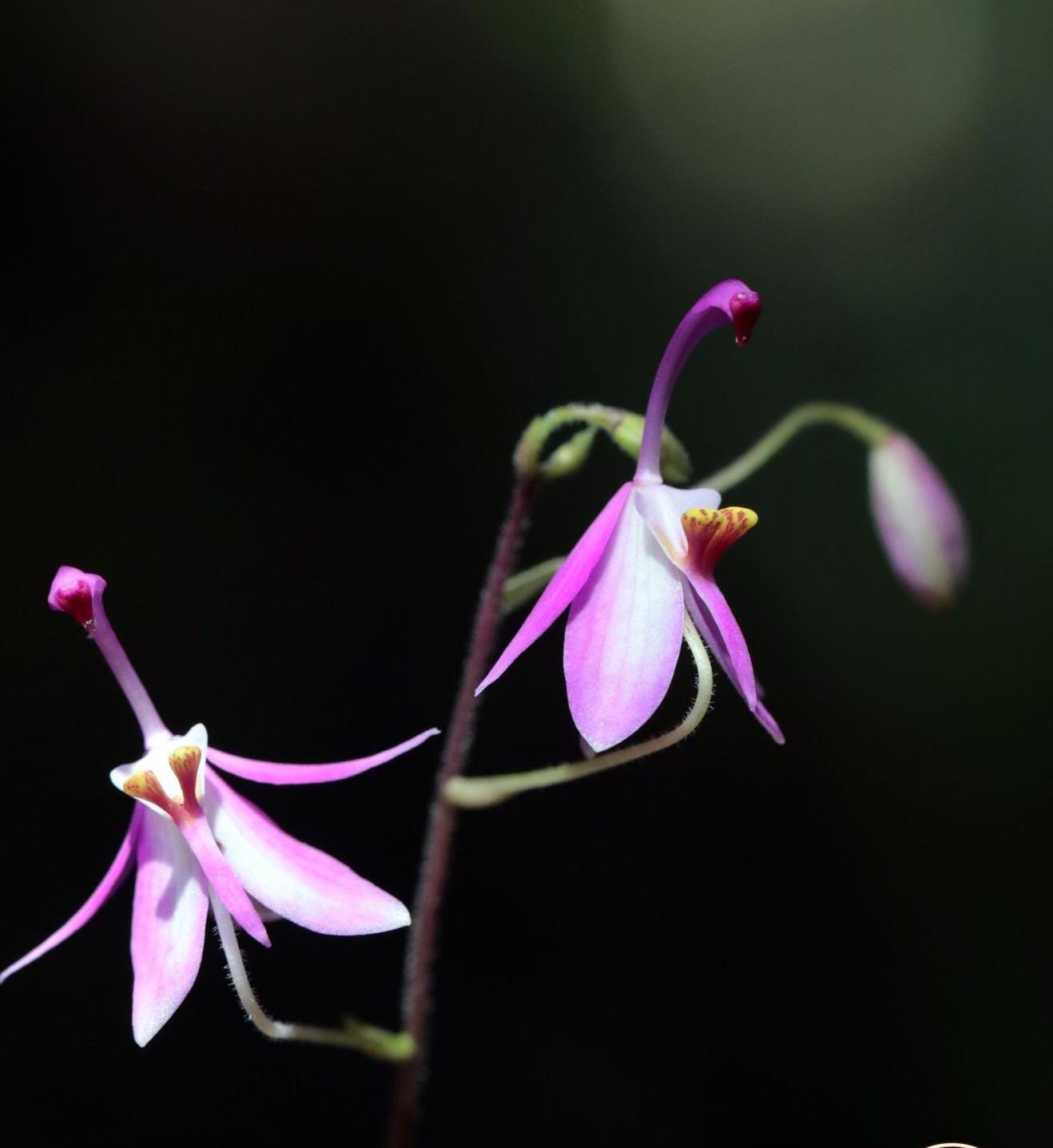 Spathoglottis hardingiana - PotPlantPetal Co.