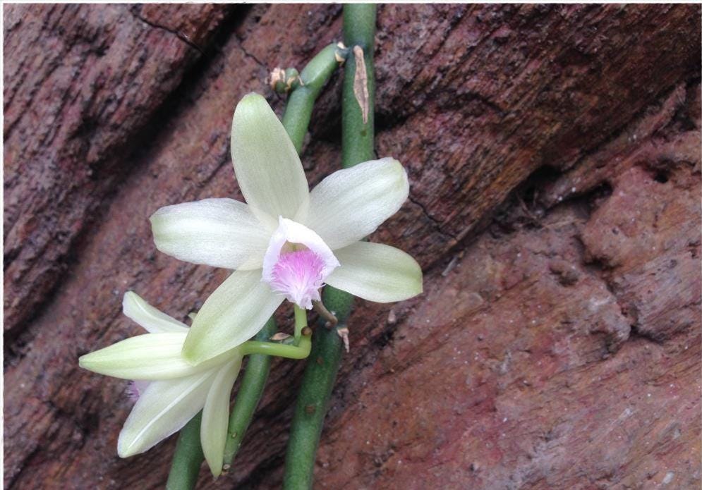 Vanilla Orchid Plant: Aphylla Variety - Home & Garden Decor - PotPlantPetal Co.
