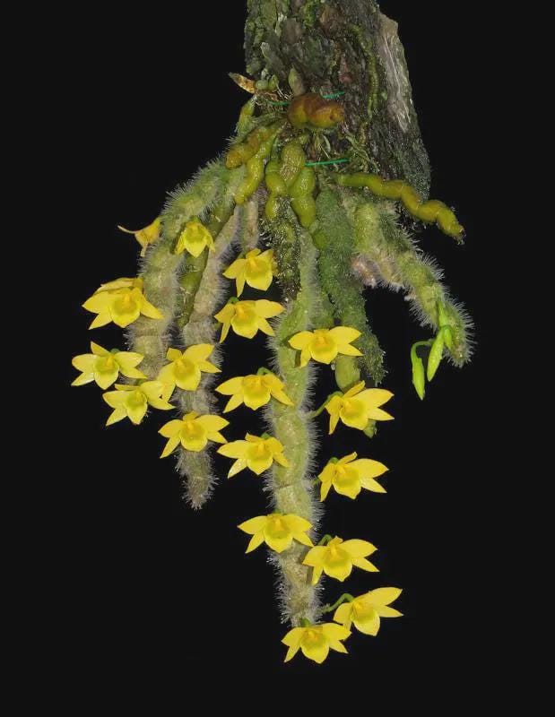 Bulbophyllum moniliforme Dendrobium senile Dendrobium garrettii  for Margriet