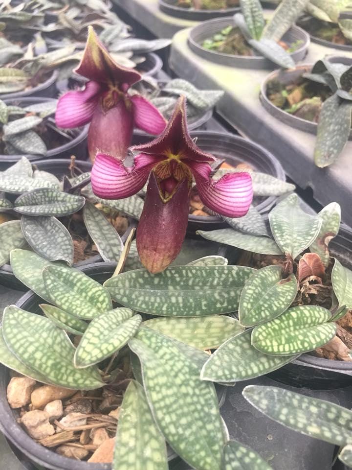 Orchid Paphiopedilum rungsuriyanum 1 plant orchid bloom size