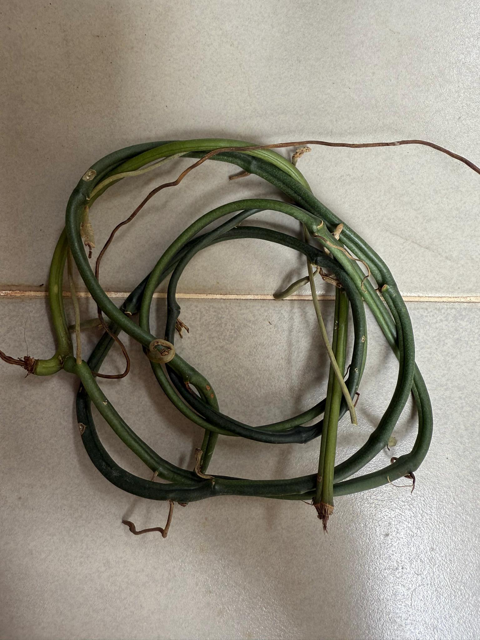 Vanilla Orchid Plant: Aphylla Variety - Home & Garden Decor - PotPlantPetal Co.