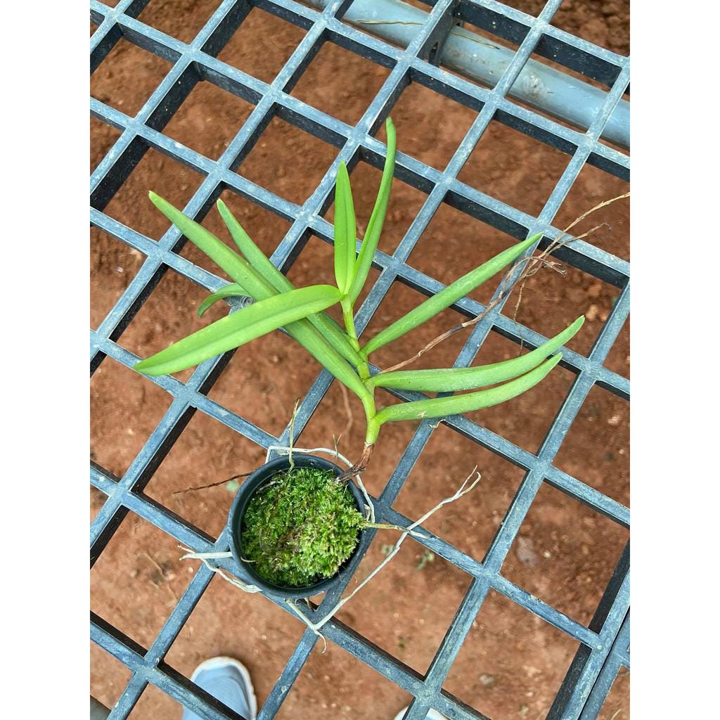 Schoenorchis gemmata