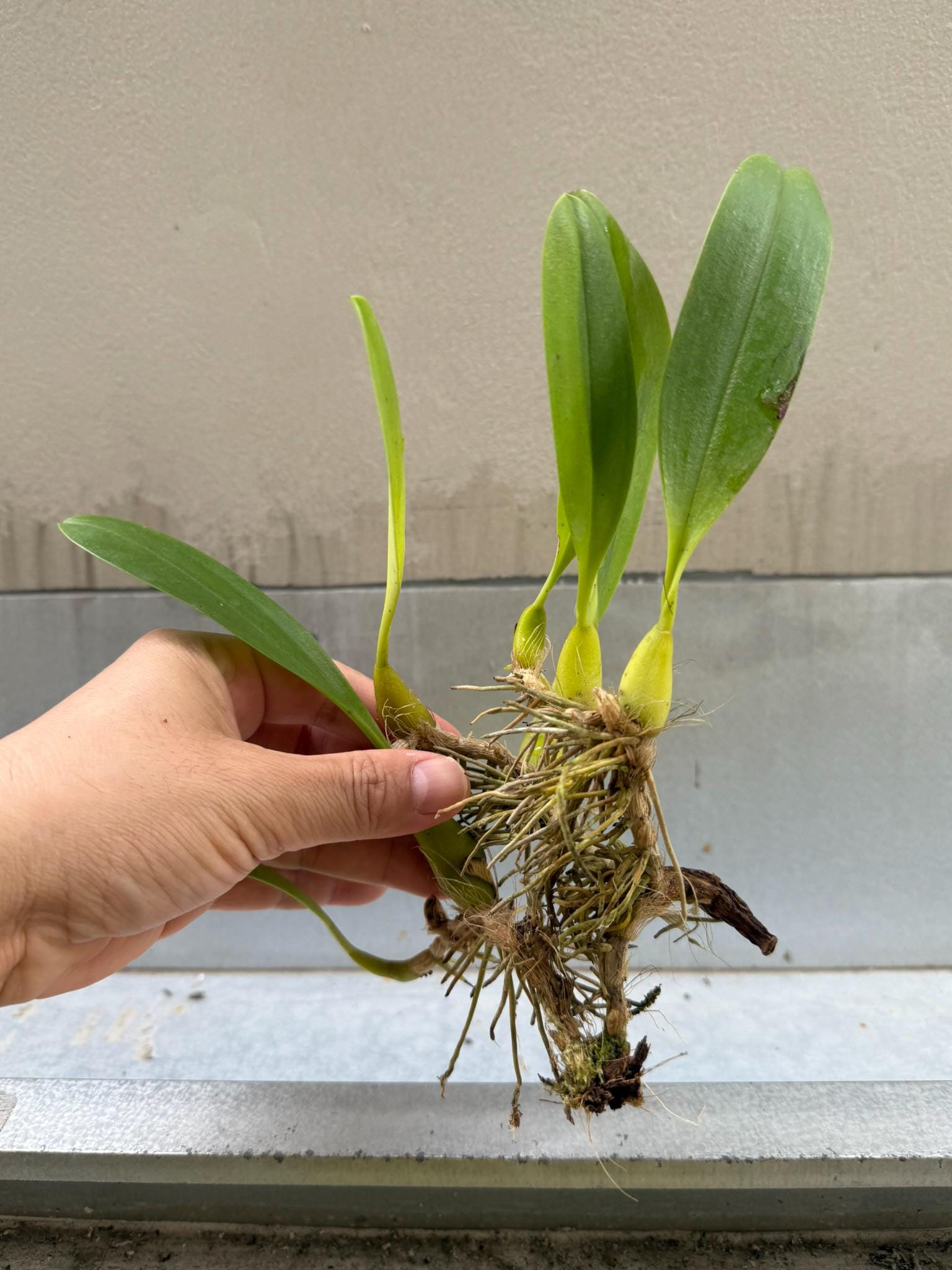 Bulbophyllum lobbii subsp. breviflorum - PotPlantPetal Co.