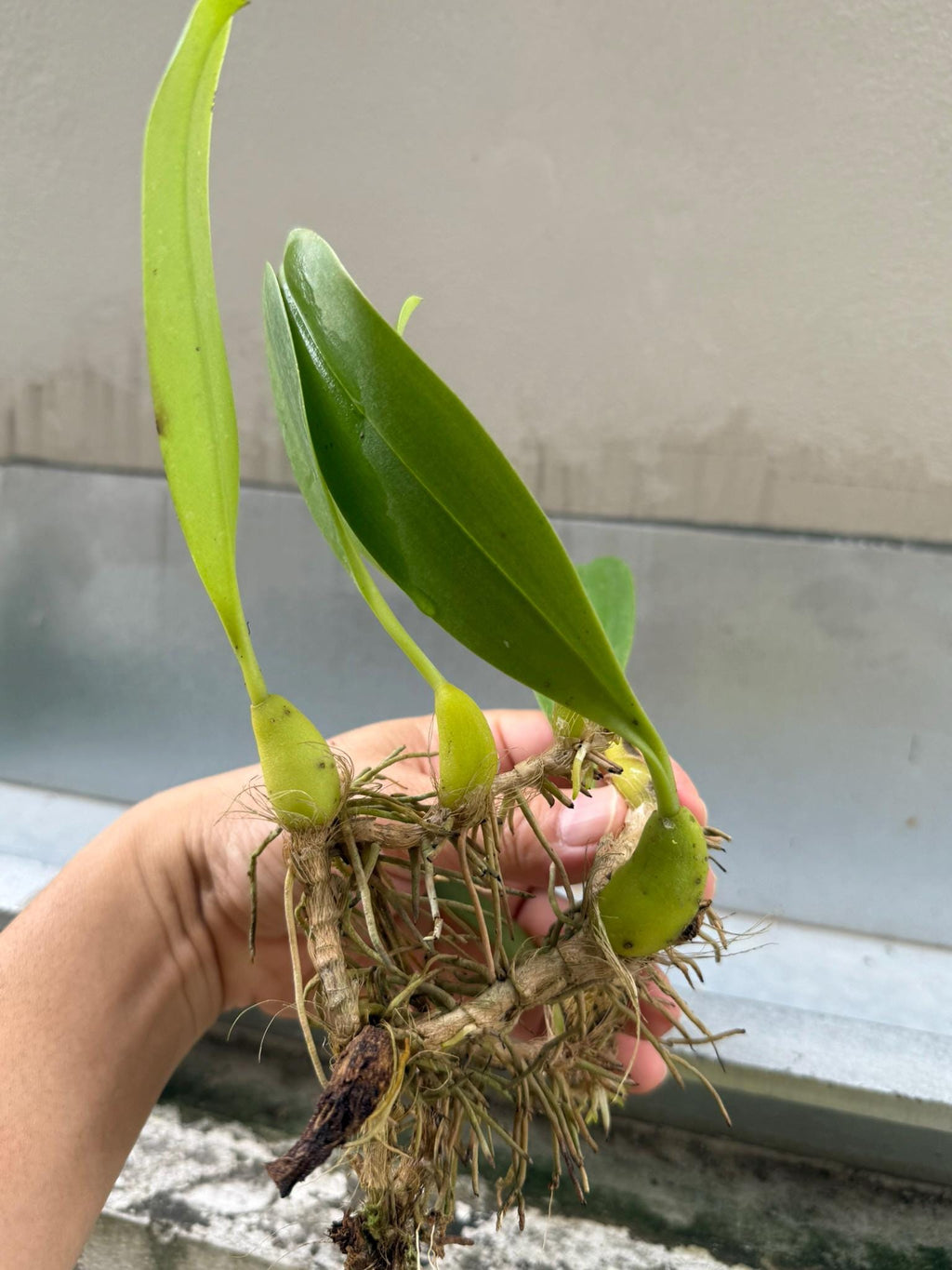Bulbophyllum lobbii subsp. breviflorum - PotPlantPetal Co.