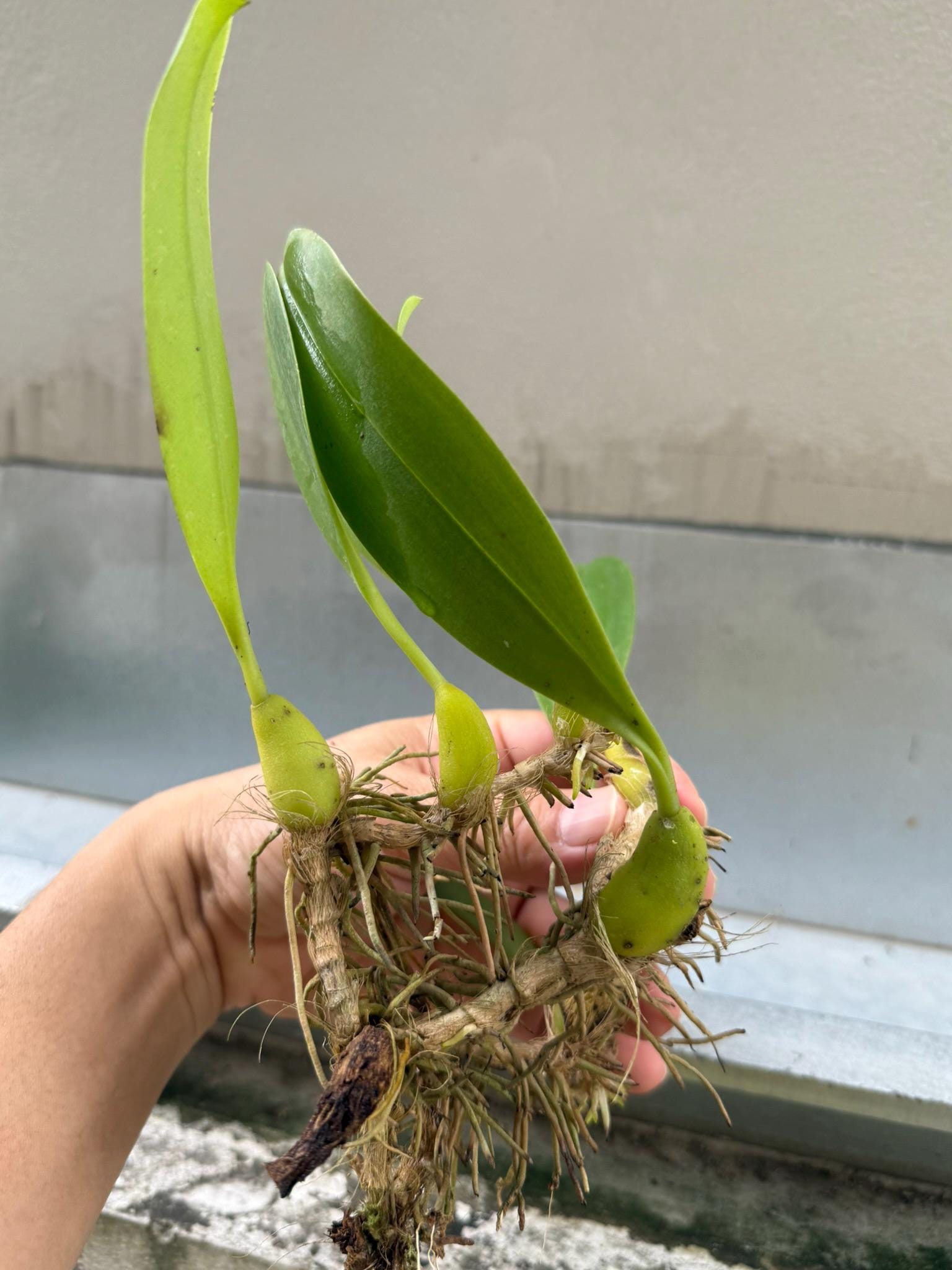 Bulbophyllum lobbii subsp. breviflorum - PotPlantPetal Co.