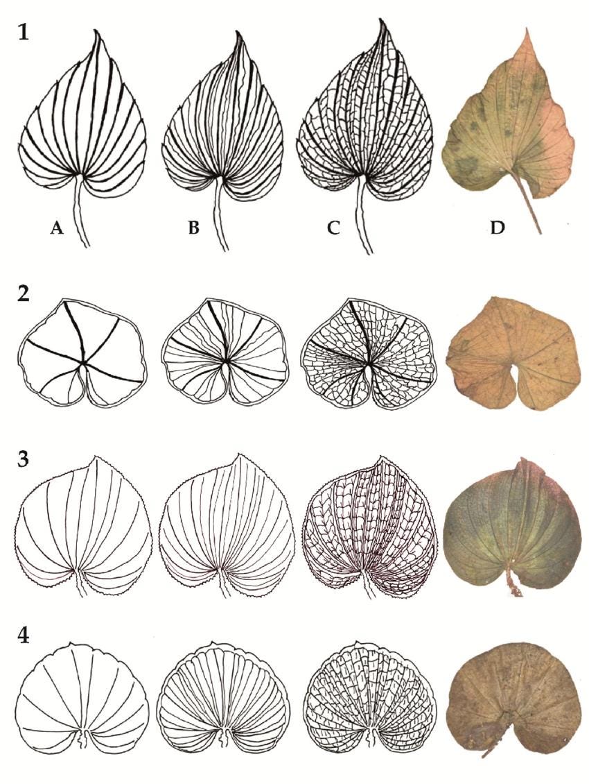 Nervilia punctata (purple)