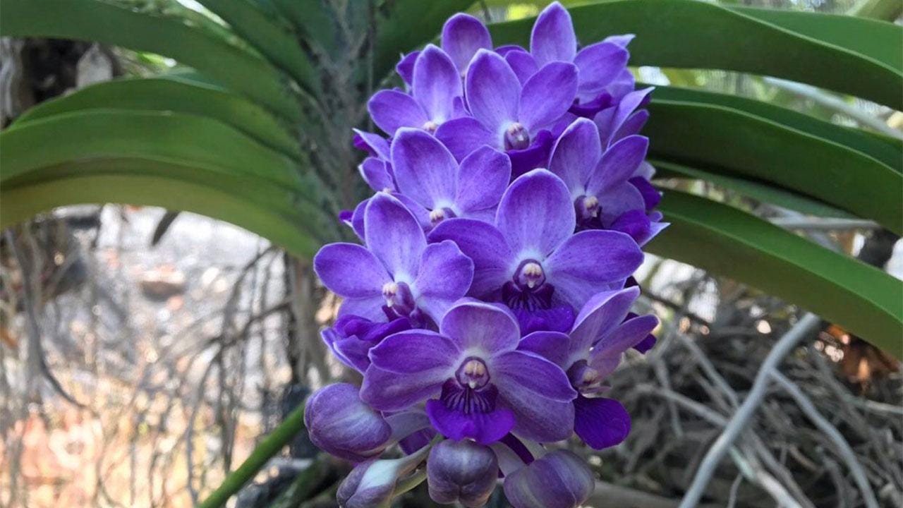 Rhynchostylis gigantea Blue x 2