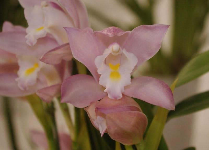 Cymbidium wadae 1 orchid plant , rare orchid collection Cymbidium fragrant, medium-sized flowers