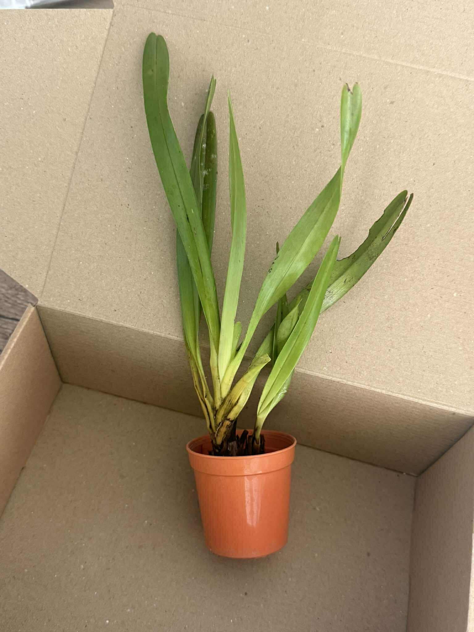 Cymbidium wadae 1 orchid plant , rare orchid collection Cymbidium fragrant, medium-sized flowers