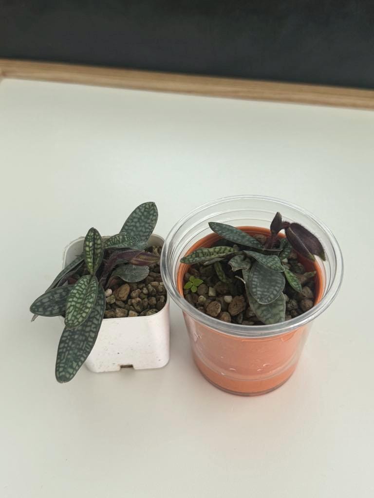 Orchidée Paphiopedilum rungsuriyanum 1 plante taille de floraison d'orchidée