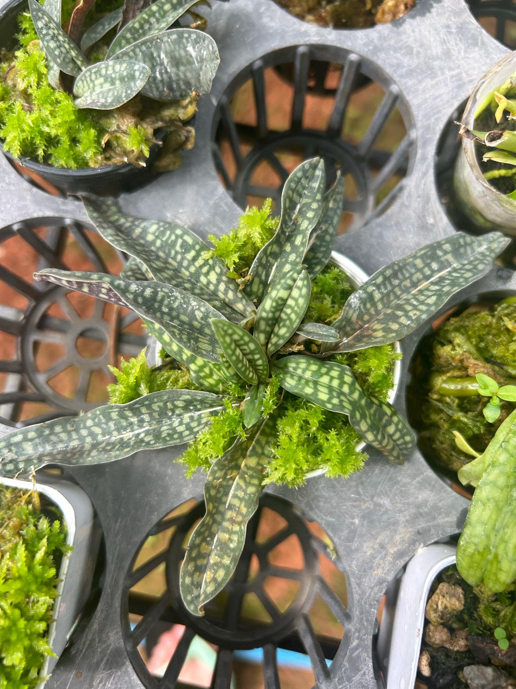 Orchidée Paphiopedilum rungsuriyanum 1 plante taille de floraison d'orchidée