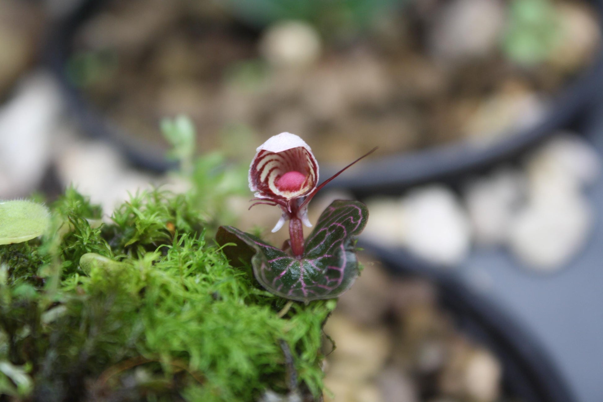 Orchid Corybas ecarinatus - 2 tuber Habenaria