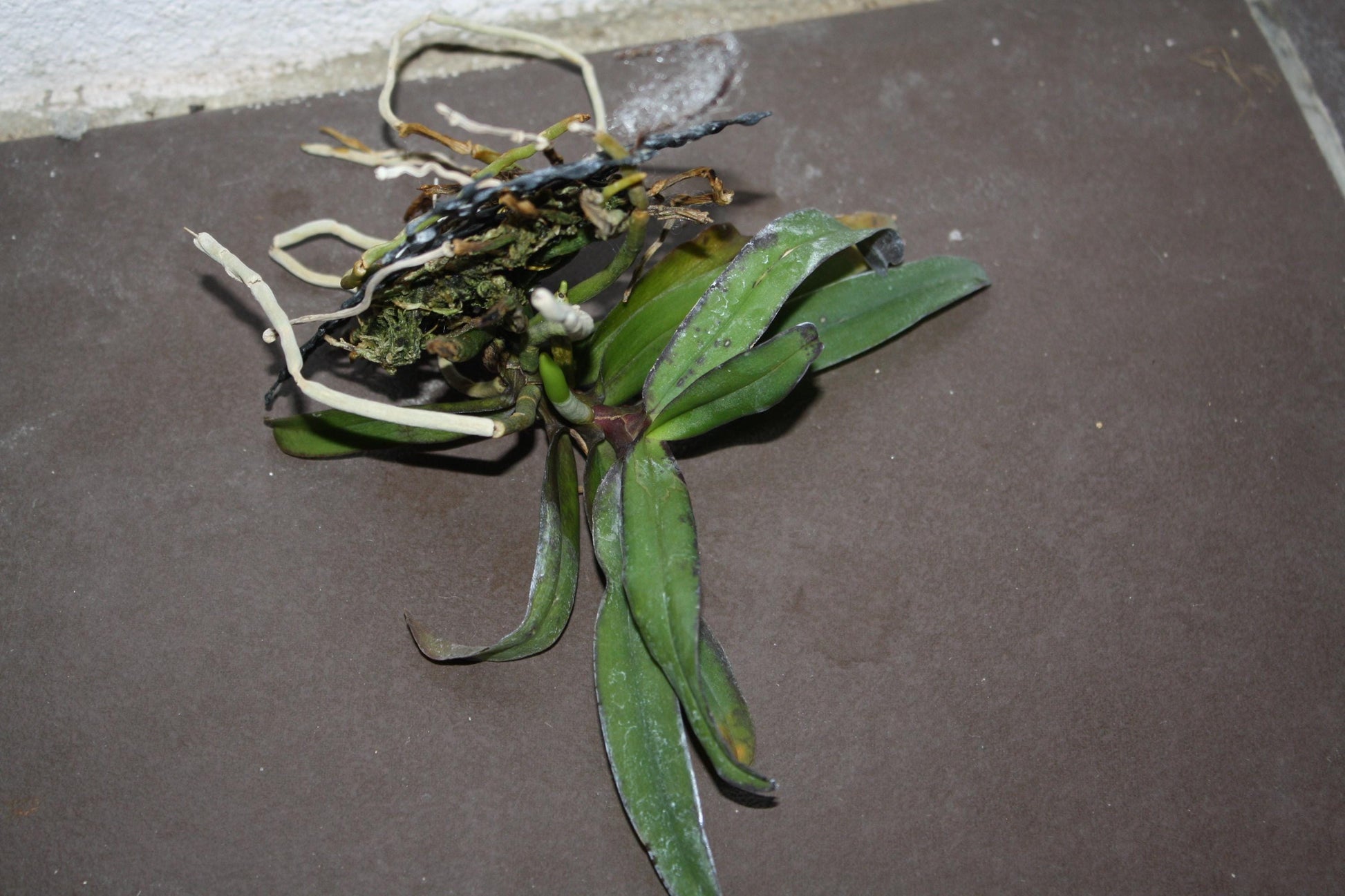 Gastrochilus bellinus