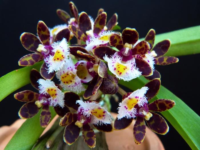 Gastrochilus bellinus